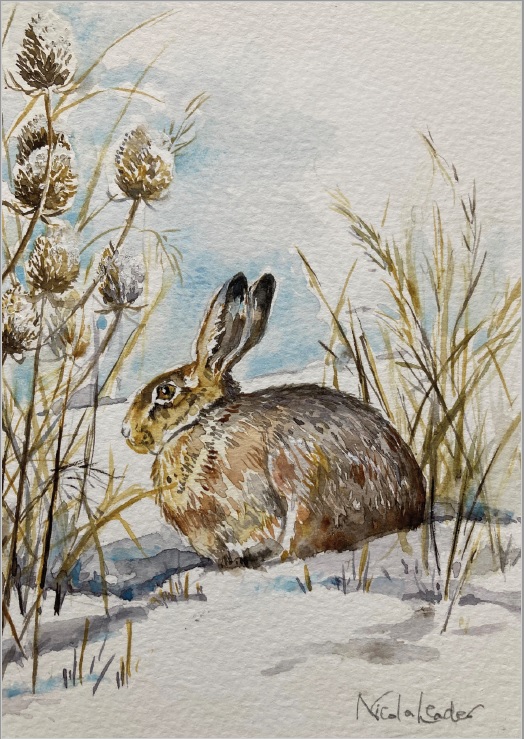 Hare in Winter